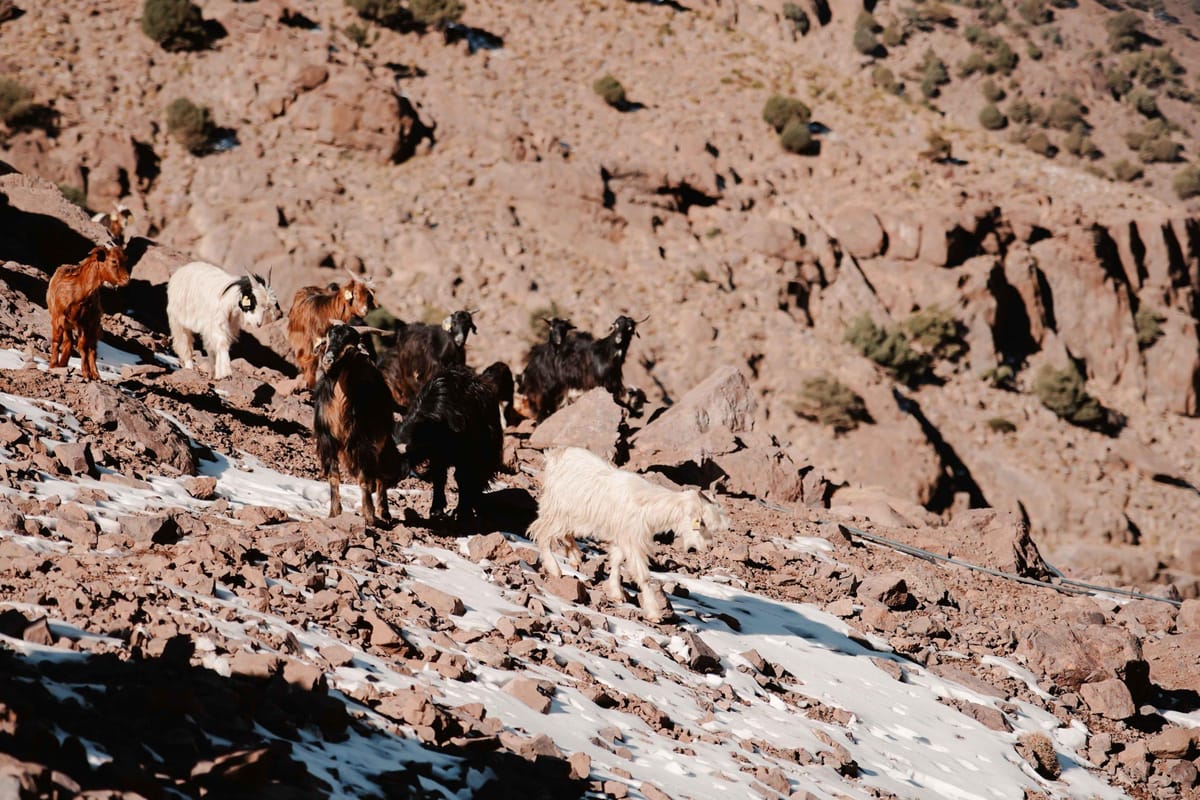 Ab Marrakesch: 2-tägige Trekkingtour – Atlasgebirge und Berberdorf — photo 2 of 9