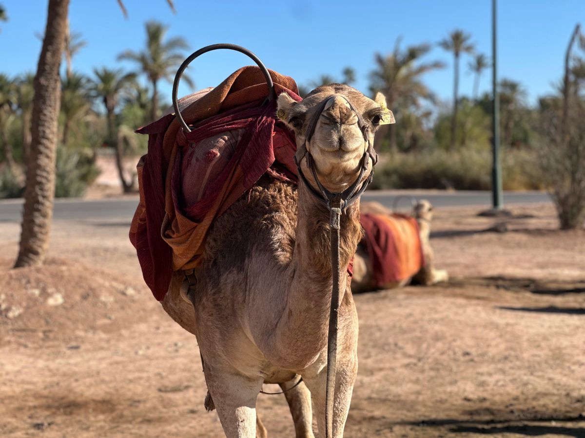 Kamelritt-Abenteuer durch die Wüstendörfer von Marrakesch — photo 2 of 15