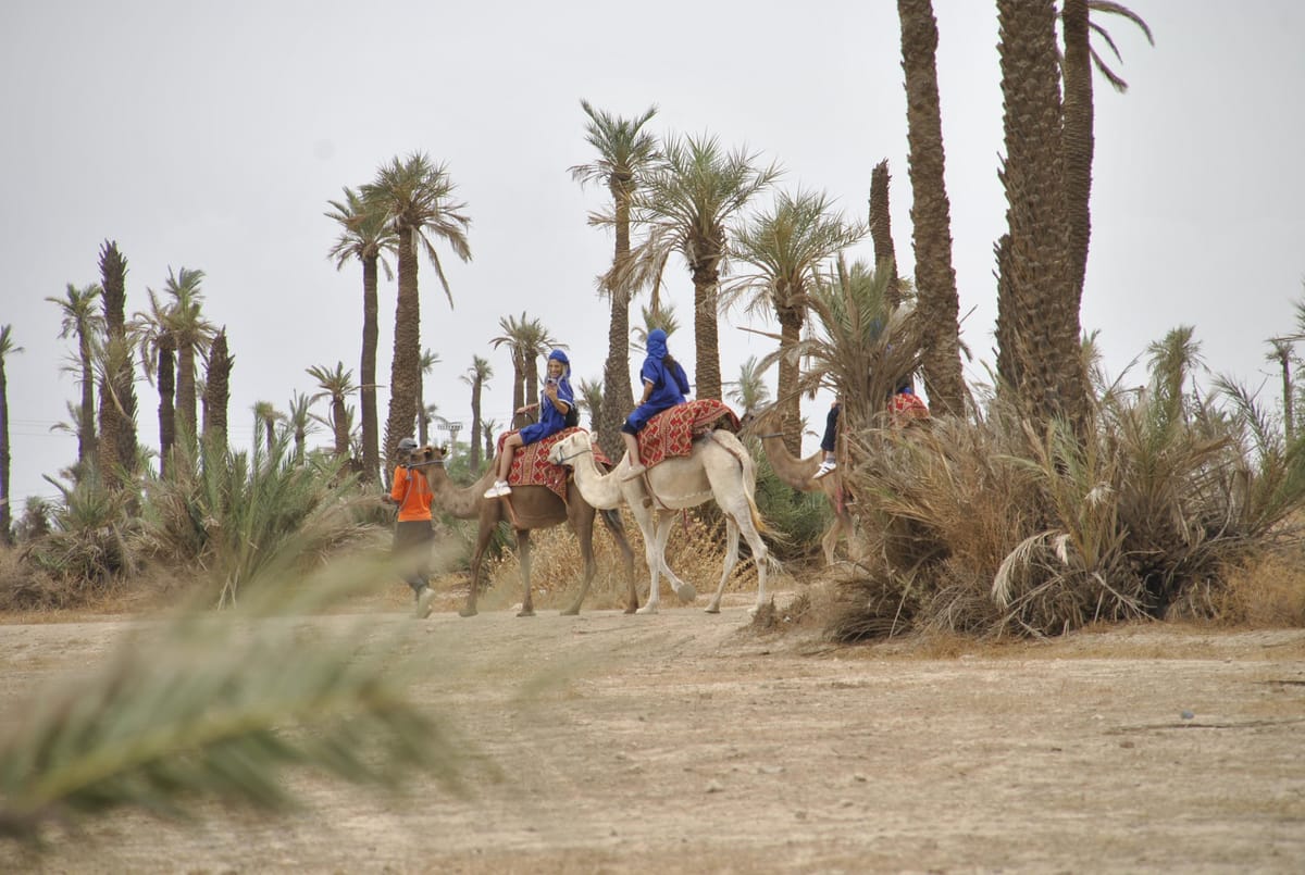 Marrakesch: Kamelreiten in der Palmeraie & Tee auf der Pferderanch — photo 2 of 11