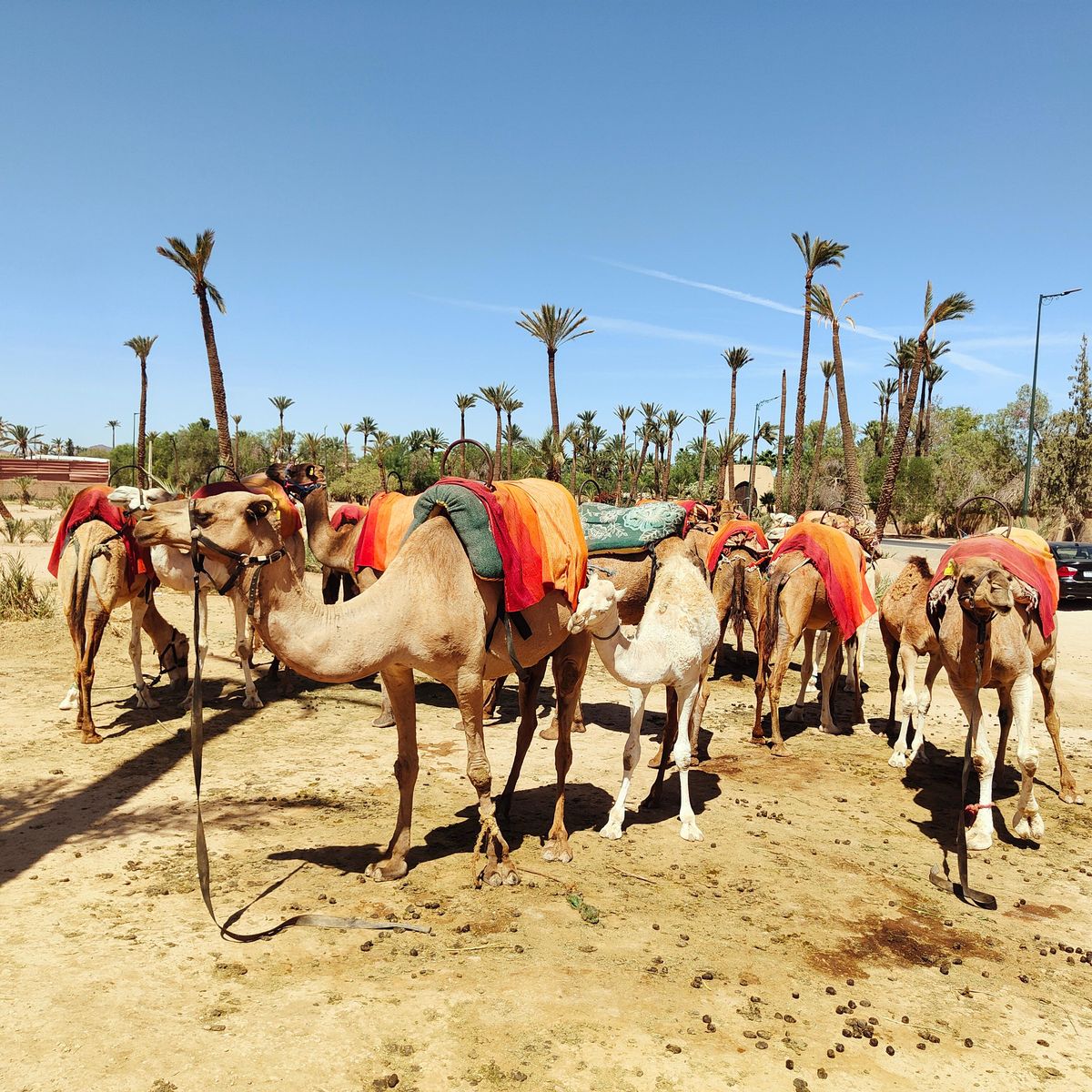 Marrakech: Kamelritt im Palmenhain — photo 2 of 15