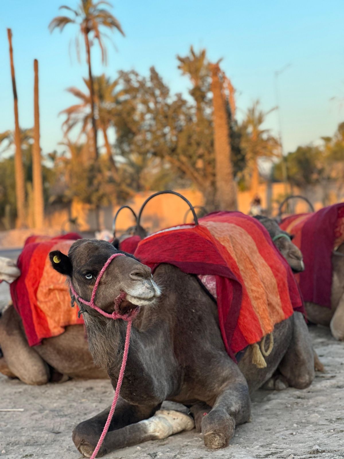 Kamelritt-Abenteuer im Palmenhain von Marrakesch — photo 2 of 15