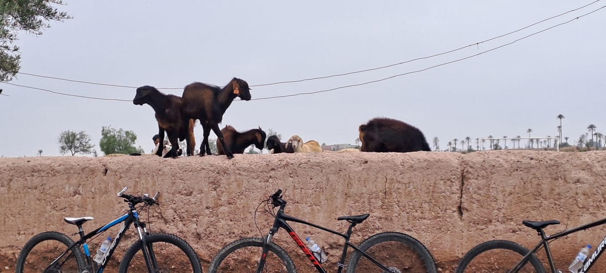 Marrakech: Radtour im Palmenhain mit lokalem Frühstück — photo 2 of 15