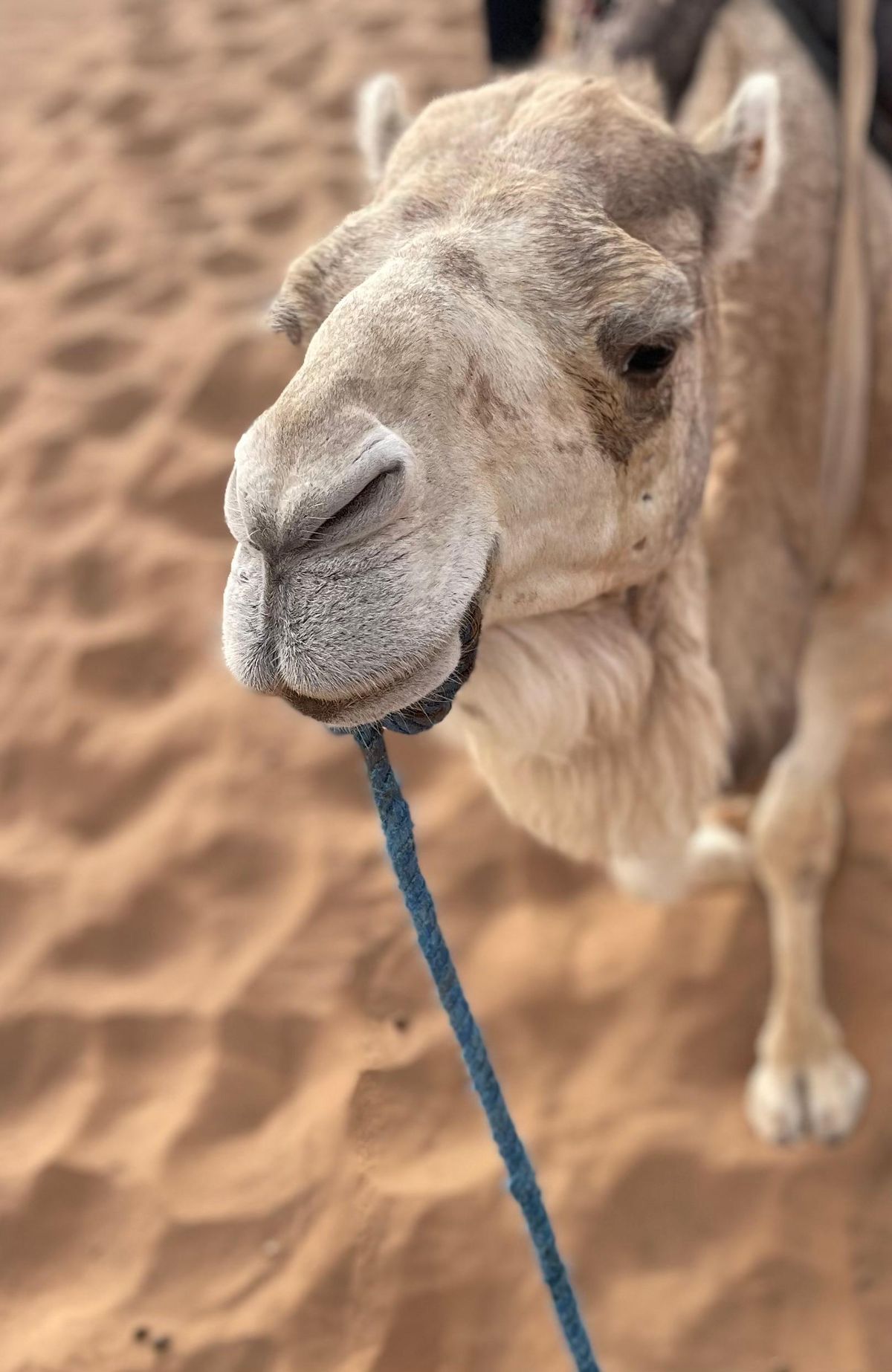 Entdecken Sie Aït-Ben-Haddou & das verborgene Telouet-Tal — photo 2 of 15