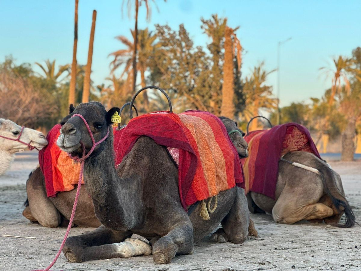 Marrakech: esplora il palmeto in cammello con pausa per il tè — photo 2 of 15