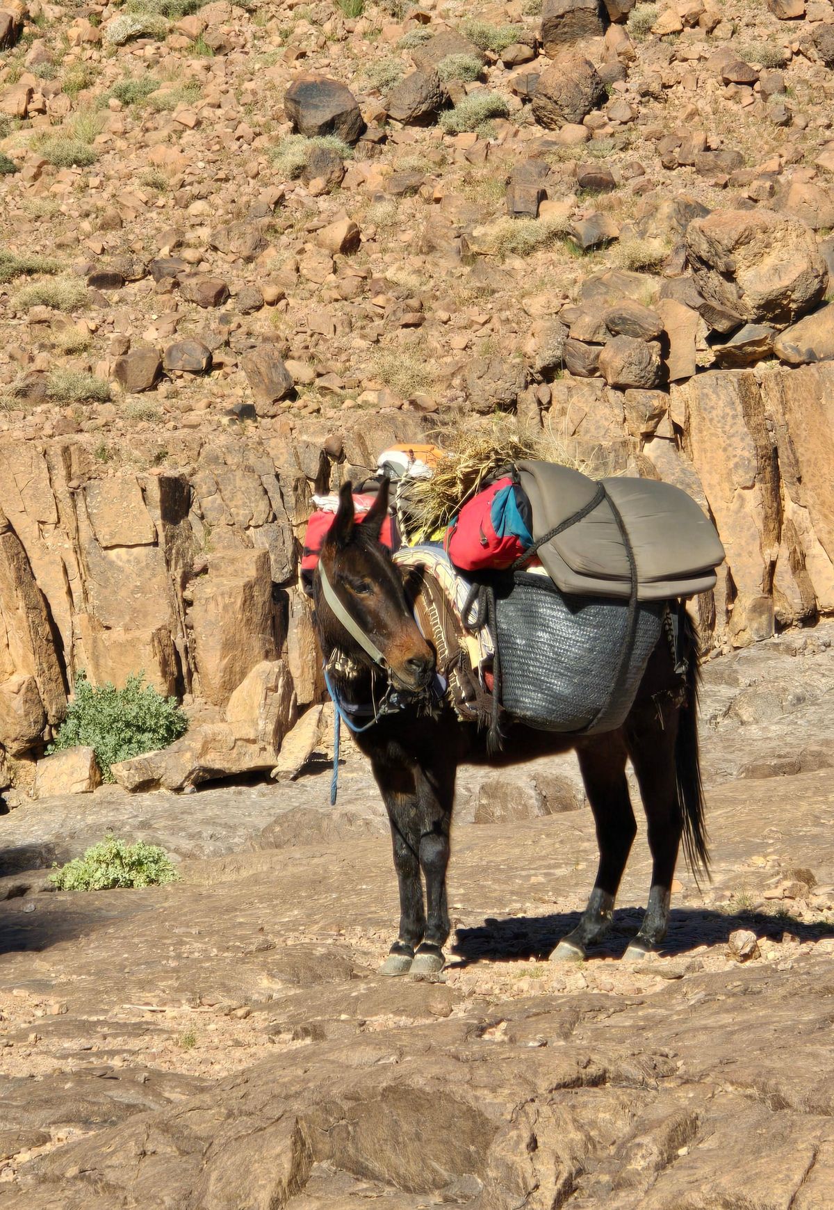 Ab Marrakesch: 6-tägiges Trekking-Abenteuer im Rosental — photo 2 of 15
