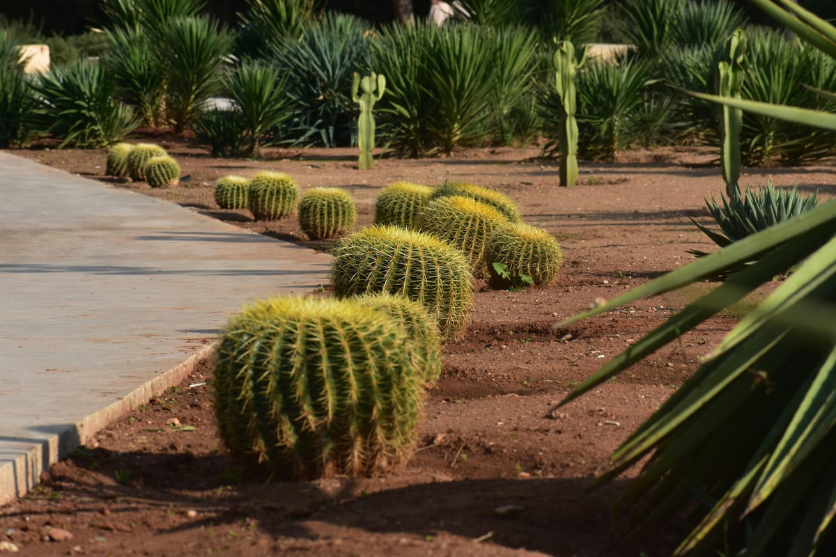 Ab Marrakesch: Cactus Thiemann, Safranfarm und Anima Garden — photo 2 of 13