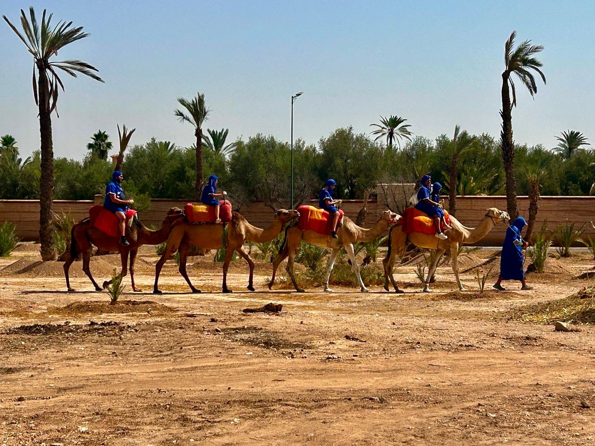 Da Marrakech: giro privato in cammello nel palmeto e tè alla menta — photo 2 of 12