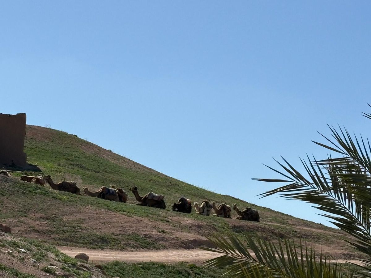 Da Marrakech: Esperienza VIP con i cammelli nel deserto e nelle oasi di Agafay — photo 2 of 15