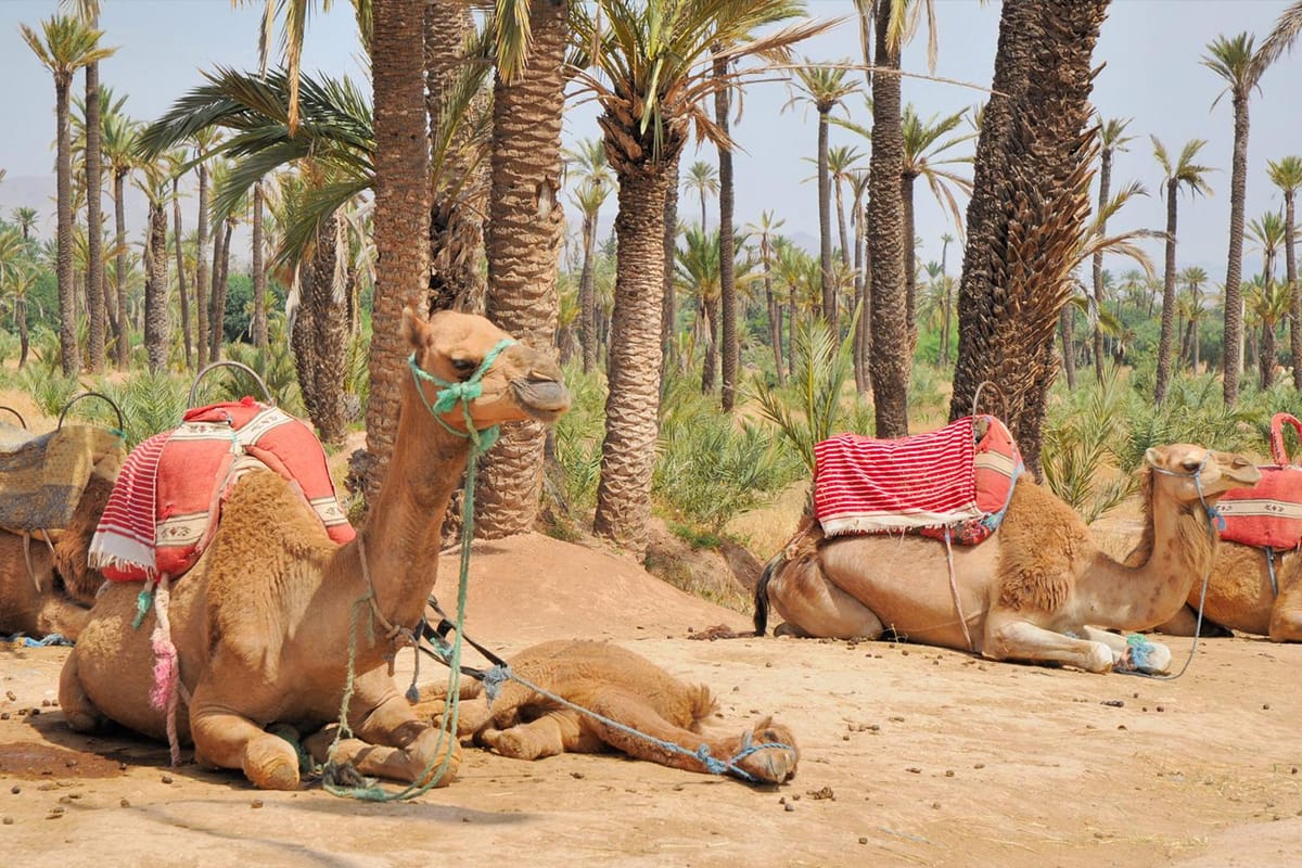 Marrakech: Majorel Garden, Kamelritt in Palmerai, Stadtrundfahrt — photo 2 of 10