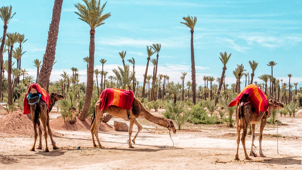 Marrakech: Halbtagestour durch die Wüste mit Kamelritt — photo 2 of 15