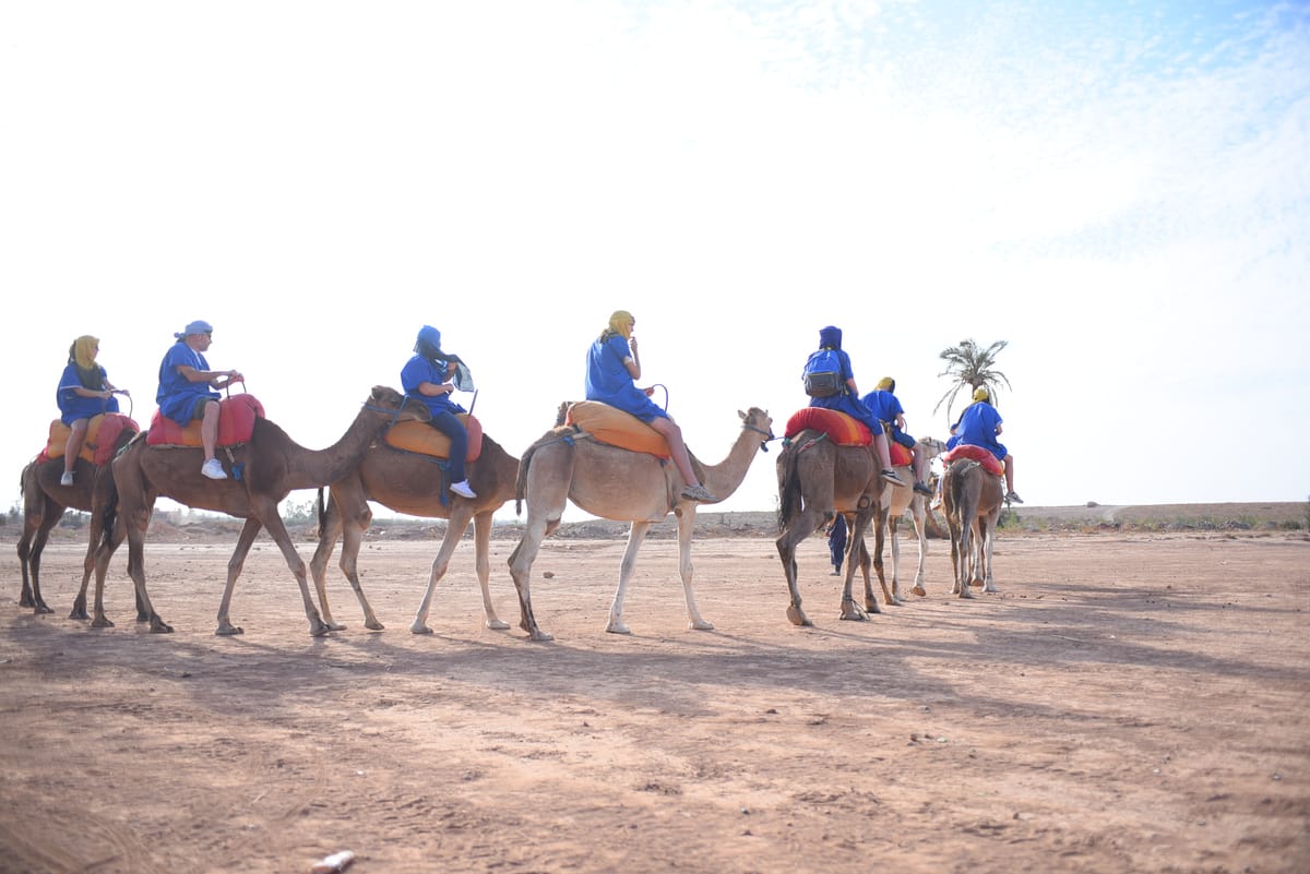 Marrakesch: Pack Quad und Kamelritt im Palmenhain — photo 2 of 15