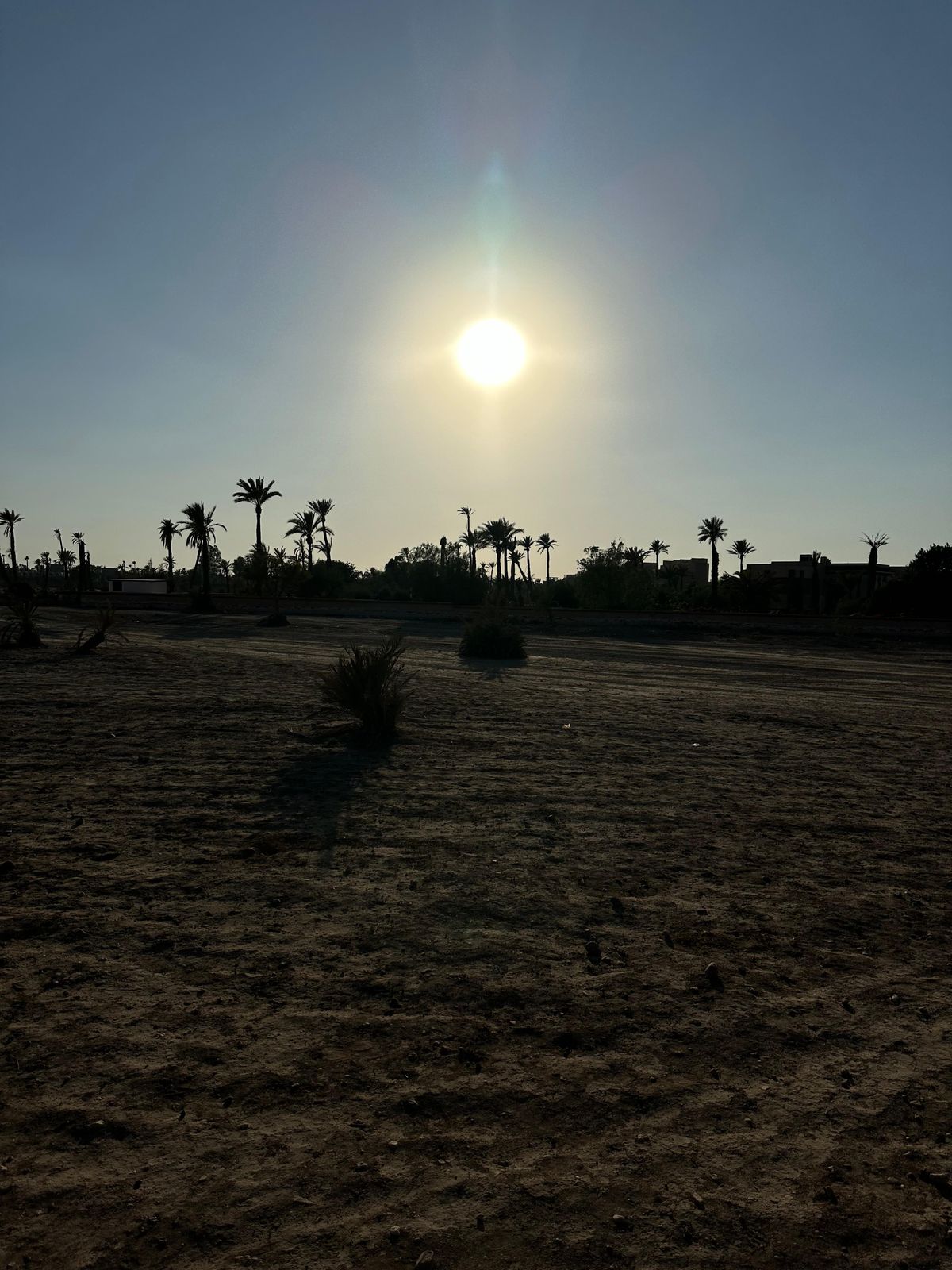 Marrakech palmlund: Kamelridning i solnedgången — photo 2 of 15