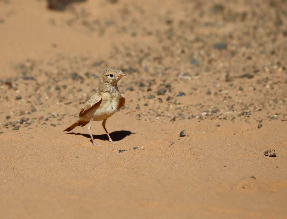 Merzouga: Vogelbeobachtung mit Guide — photo 2 of 7