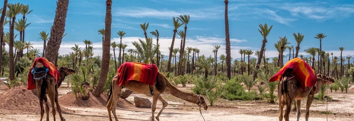 Marrakech: giro in cammello a Palmeraie con tè alla menta e trasferimento — photo 2 of 13